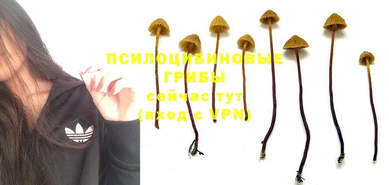 магазин продажи наркотиков  Липки  Галлюциногенные грибы Magic Shrooms 